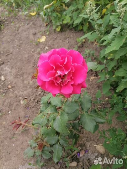 Розы на срез