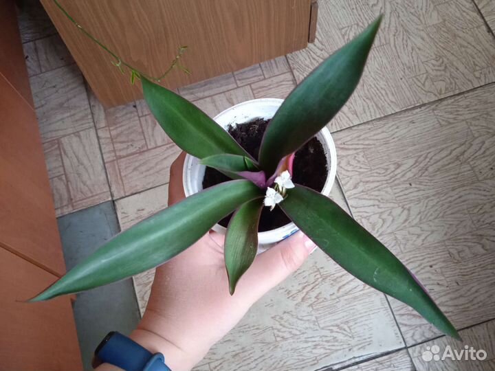 Комнатные растения