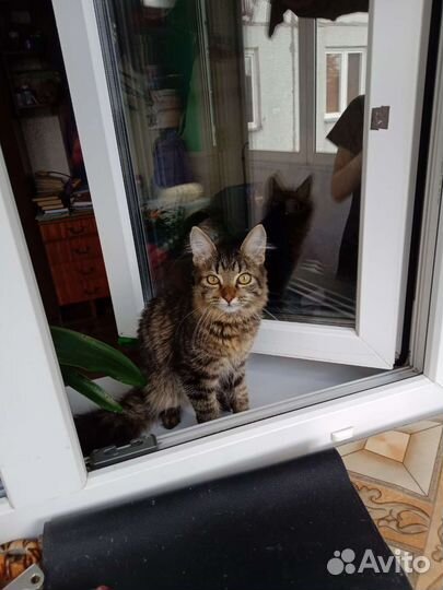 Кот в добрые руки