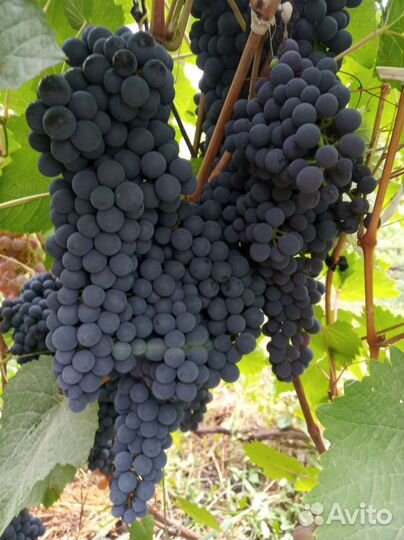 Саженцы винограда 