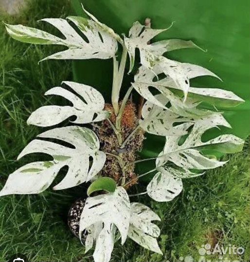Эпипремнум пиннатум вайт марбл