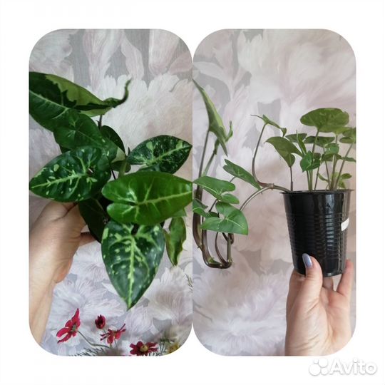 Комнатные цветы