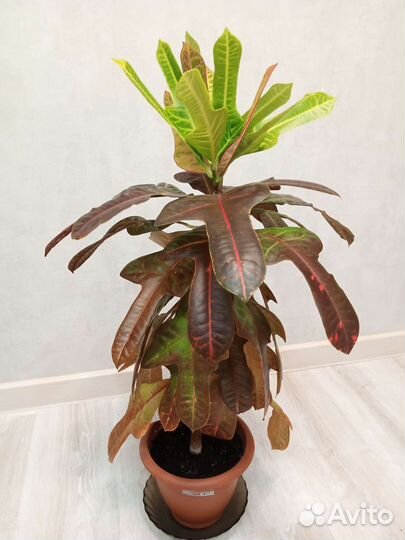 Кодиеум кротон