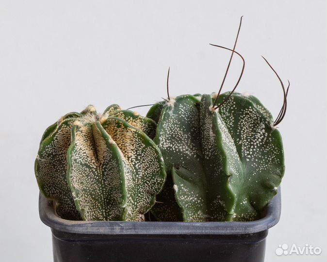 Кактус Astrophytum capricorne