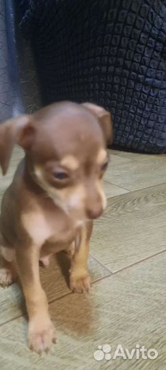 Той-терьер щенки