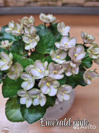 Фиалки сортовые