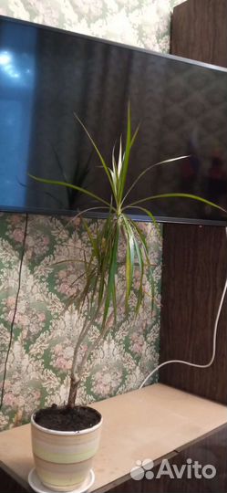 Пальма драцена