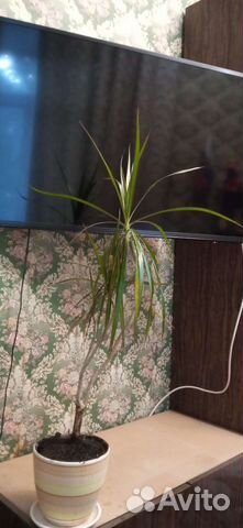 Пальма драцена