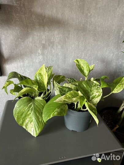 Эпипремнум марбл квин