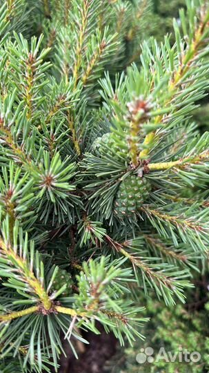 Сосна Мартхам на штамбе