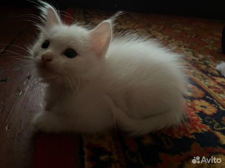 Котята в добрые руки бесплатно