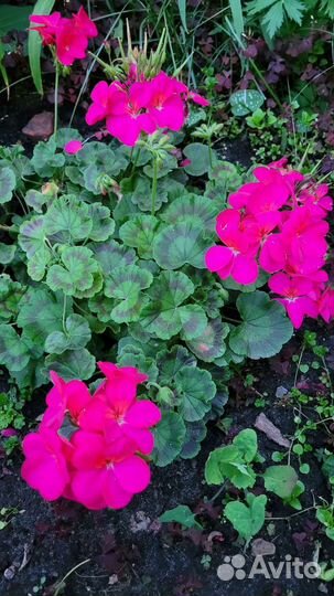 Пеларгония герань