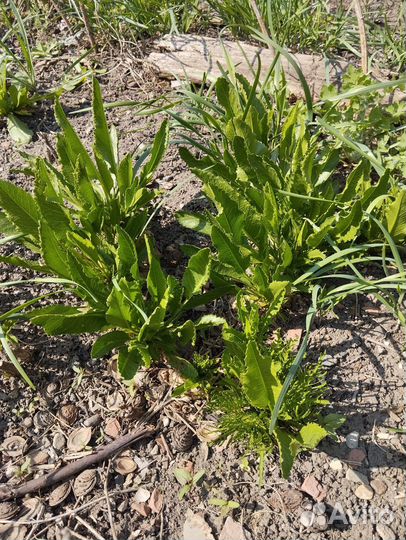 Хрен саженцы