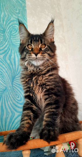 Мейн-кун Енот