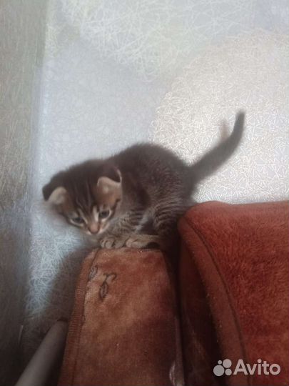 Котенок мальчик вислоухий