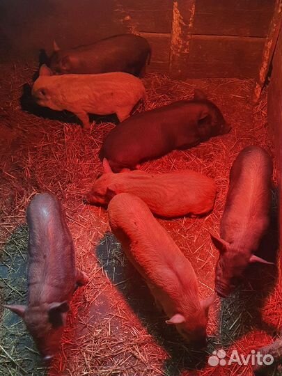 Вьетнамец-кармал