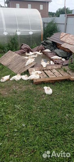 Утки, индоутки, муларды