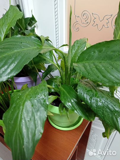 Спатифиллум