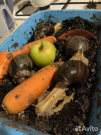 Улитки ахатины