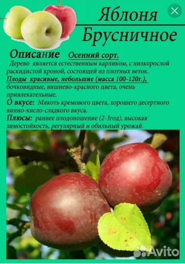 Саженцы яблони колоновидные