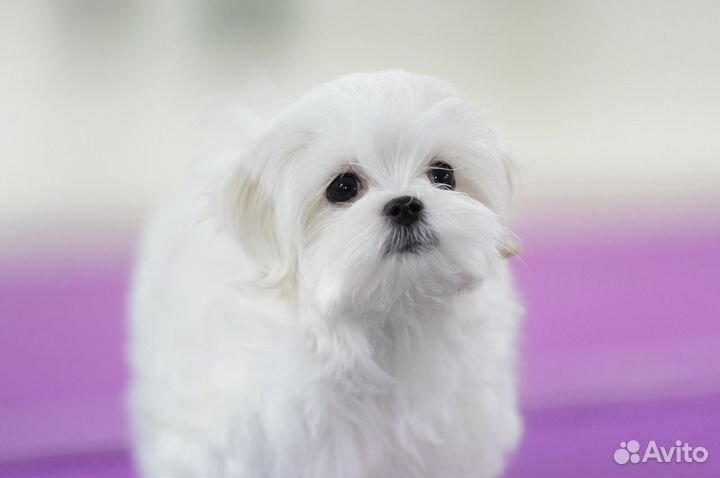 Щенок мальтезе мини (мальчик, Мальтийская болонка)