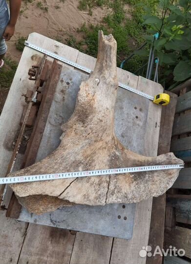 Тазовая кость мамонта