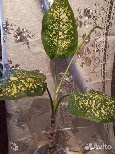 Диффенбахия