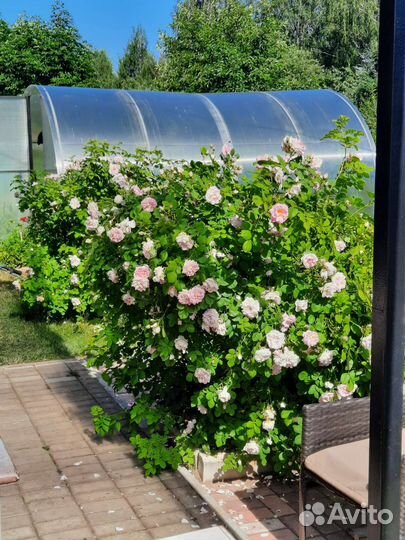 Канадская роза парковая Свит Аделин(Sweet Adelin)