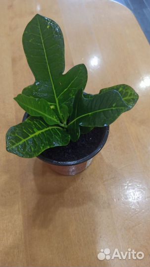 Цветы комнатные