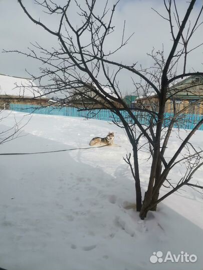 Отдаю бесплатно