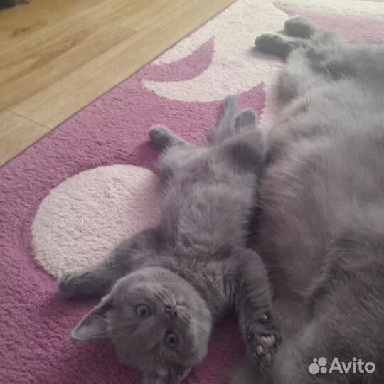 Шотландские вислоухие котята