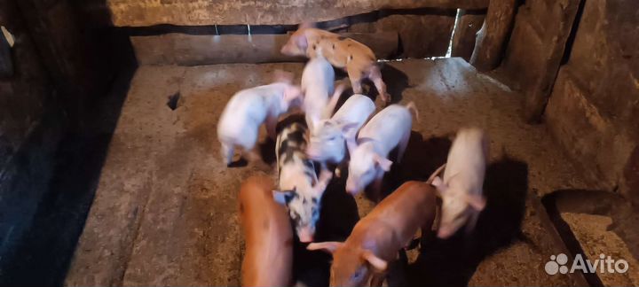 Поросята 1 месяц