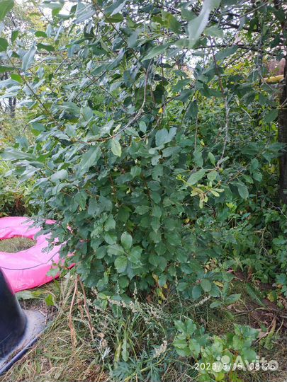 Саженцы вишни, сливы и малины