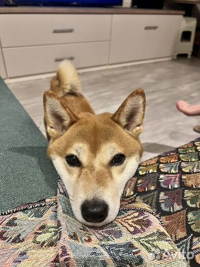 Вязка сиба ину