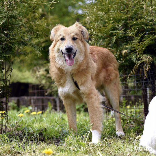 Щенок в дар