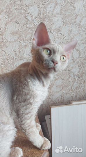 Котик
