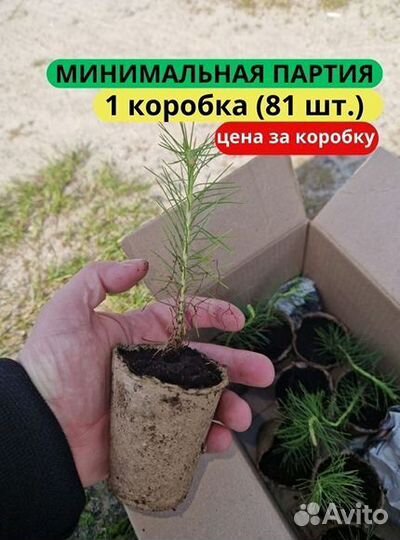 Сеянцы сосны обыкновенной зкс в розницу