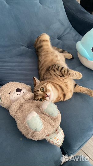 Бенгальская кошка в добрые руки