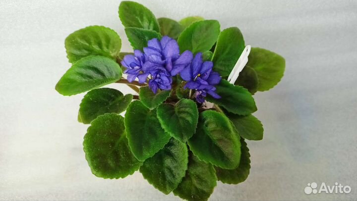 Мини Фиалки