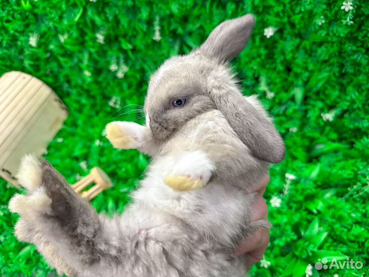 Карликовый кролик с клеткой