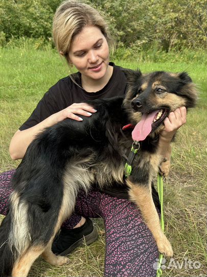 Ласковая домашняя собачка попала в приют