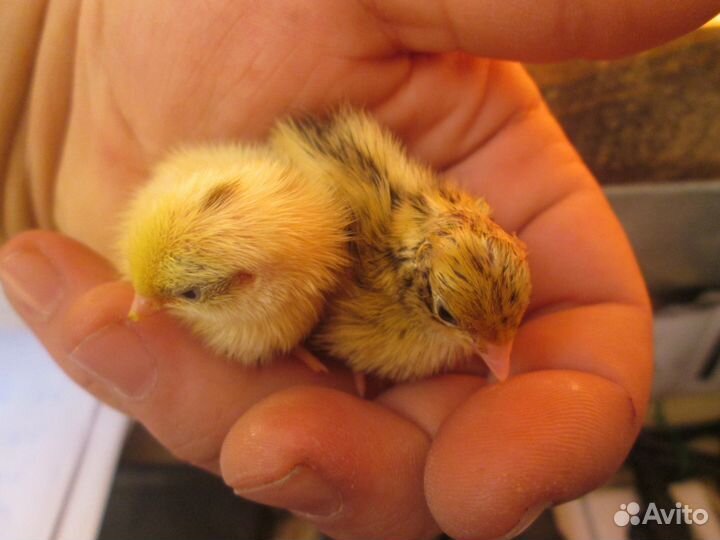 Перепела любого возраста