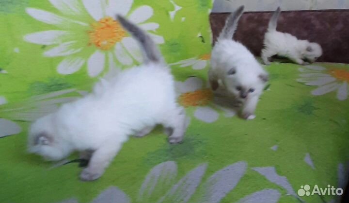 Шотландские котята