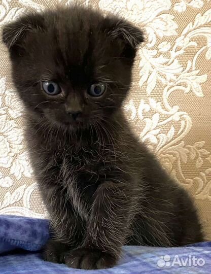 Британец мраморный прямоухий кот вязка