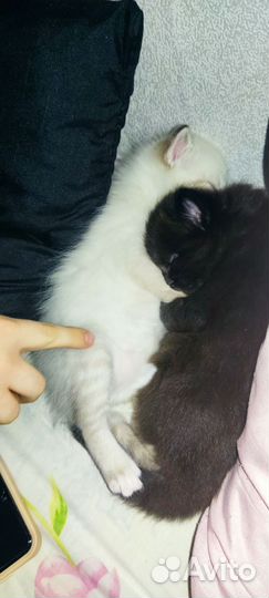 Котята в добрые руки 1 месяц сиамские