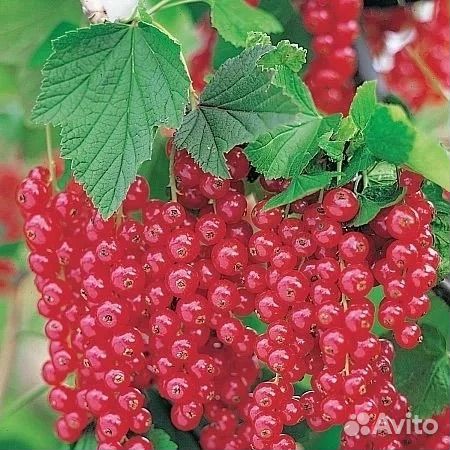 Саженцы плодовых деоевьев