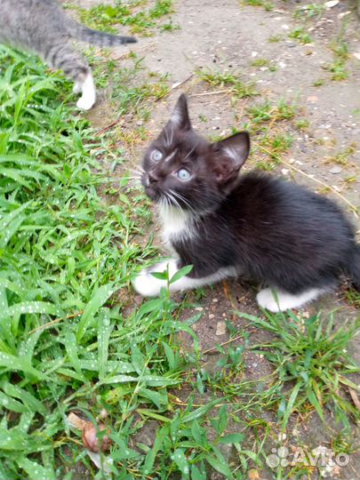 Отдам котят бесплатно в добрые руки