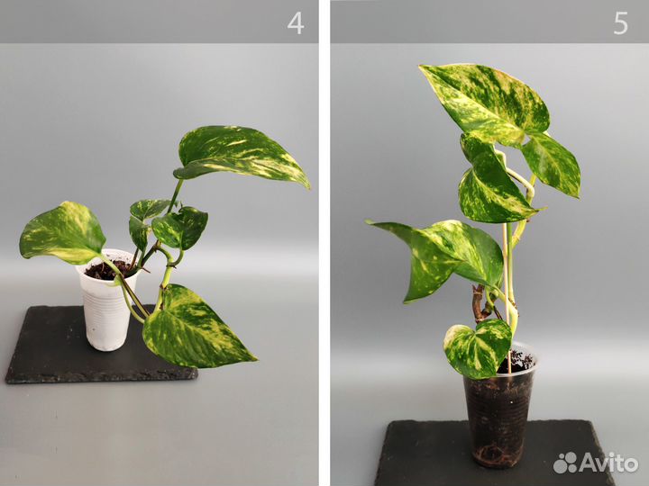 Комнатная лиана \ много сортов