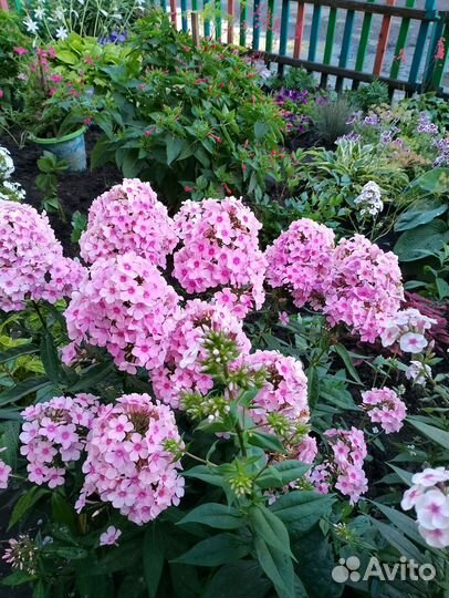 Флоксы многолетние