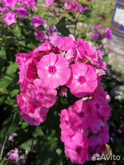 Флоксы сортовые Эсмеральда и др